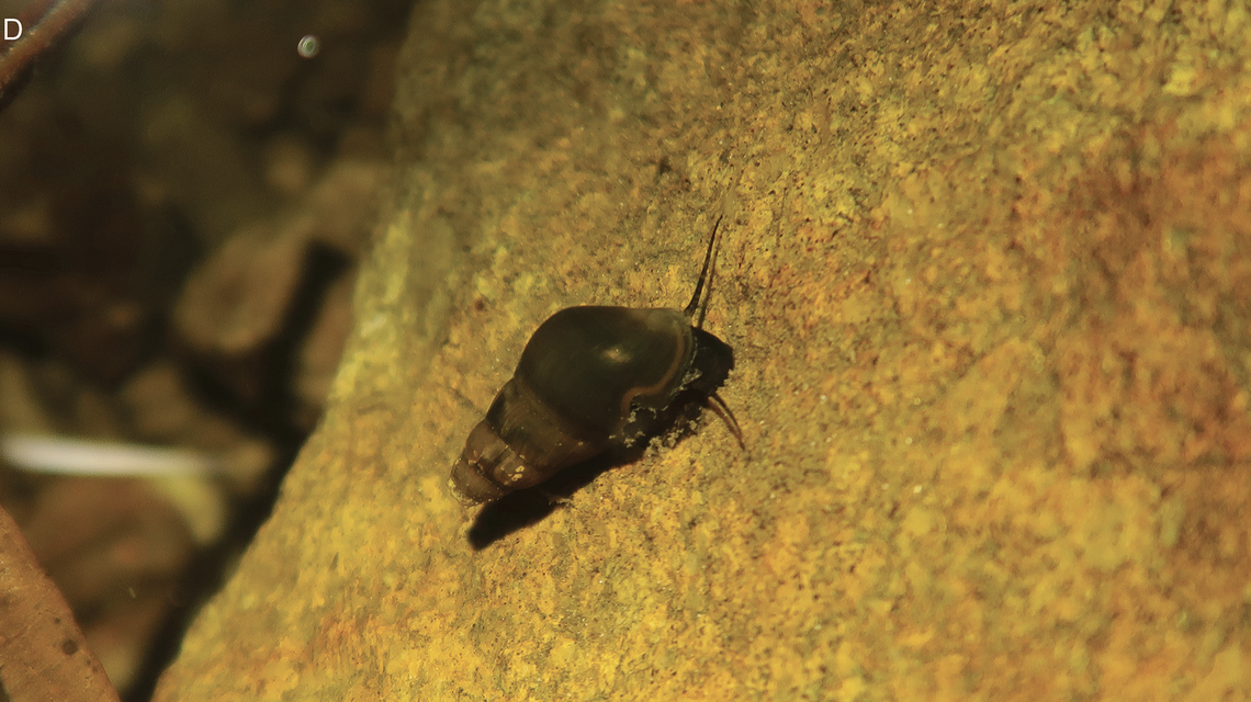 Researchers only found females of the species, including a pregnant animal.