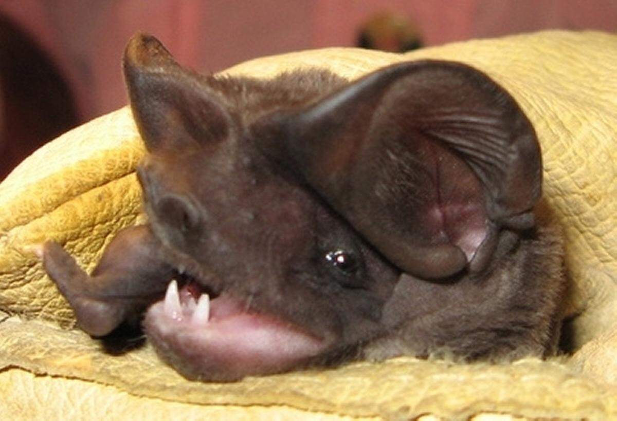 The Florida bonneted bat is the U.S.’s most endangered bat, with only a few hundred believed to remain in the wild.