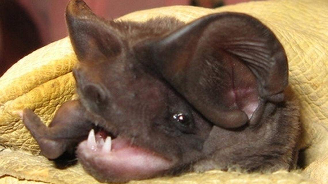 The endangered Florida bonneted bat has been spotted using the Zoo Miami parking lot for foraging, according to a study by Bat Conservation International.