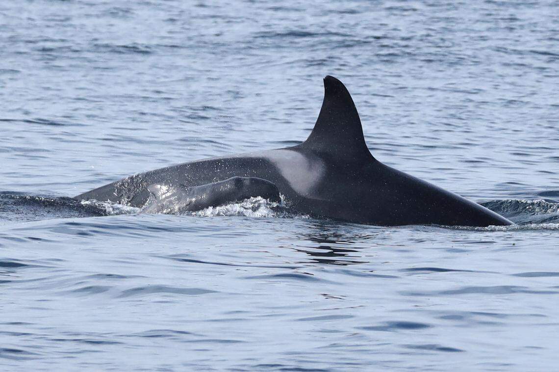 The killer whale and newborn pilot whale (lower left).