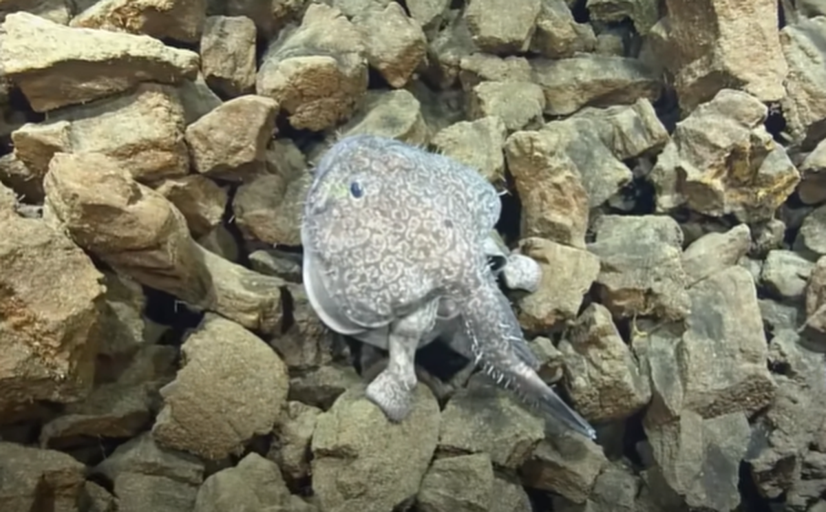 Researchers said the ‘rock-climbing’ fish fills its body with sea water.