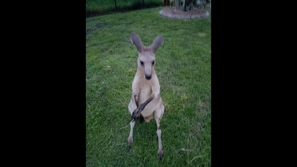 Storm the kangaroo was captured after escaping from from his owner earlier this week.