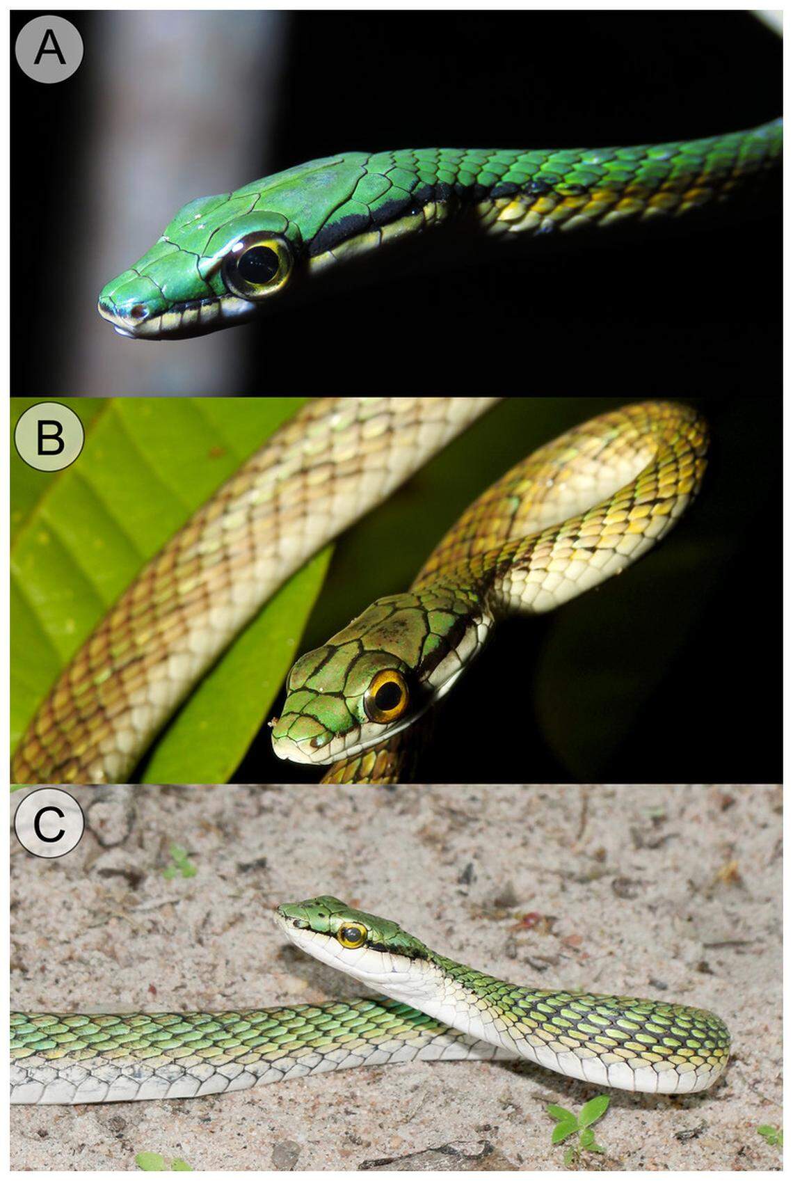 The largest snakes, both male and female, reached more than 2 feet long, researchers said.