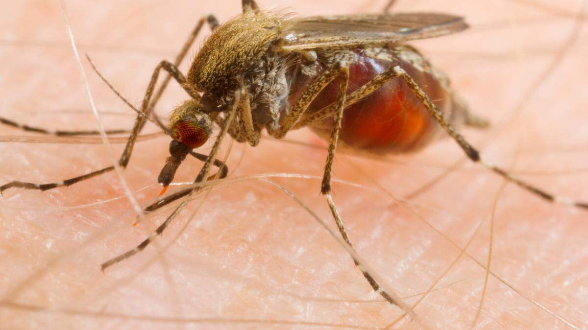 Es temporada de mosquitos en el sur de la Florida: estos son algunos consejos para evitar y tratar las picaduras.
