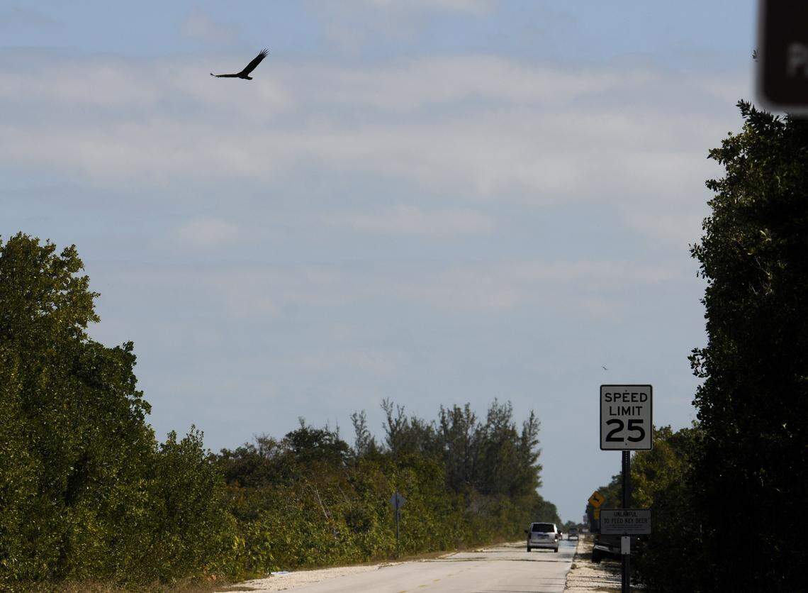 The main road on No Name Key. This is a file photo from January 28, 2010.