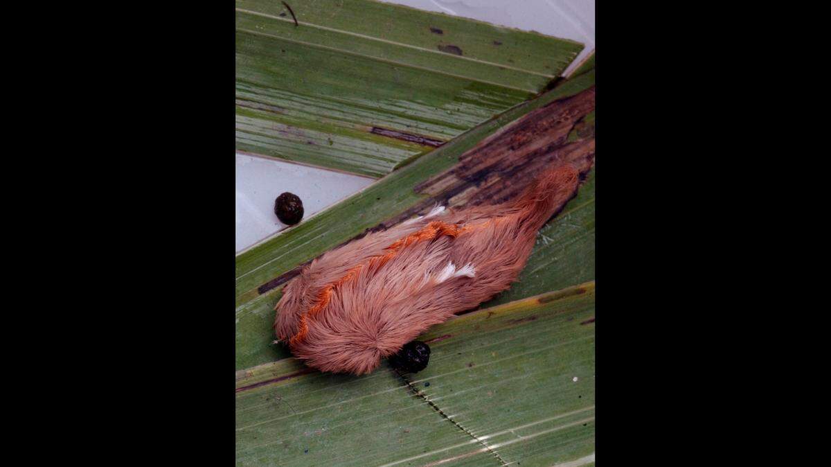 A puss caterpillar, common in Florida, can cause a rash and painful stinging sensation, health experts warn.
