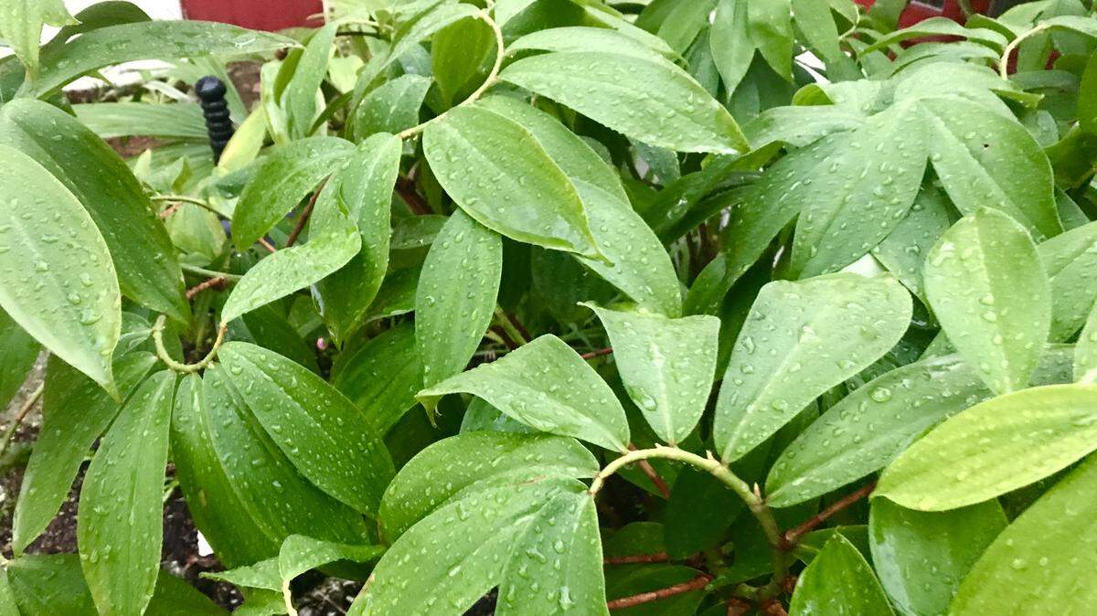 The world has more than 1,500 ginger species, most found in the tropics and subtropics. The pineapple ginger is native to Indonesia’s Spice Islands and parts of New Guinea and Australia.