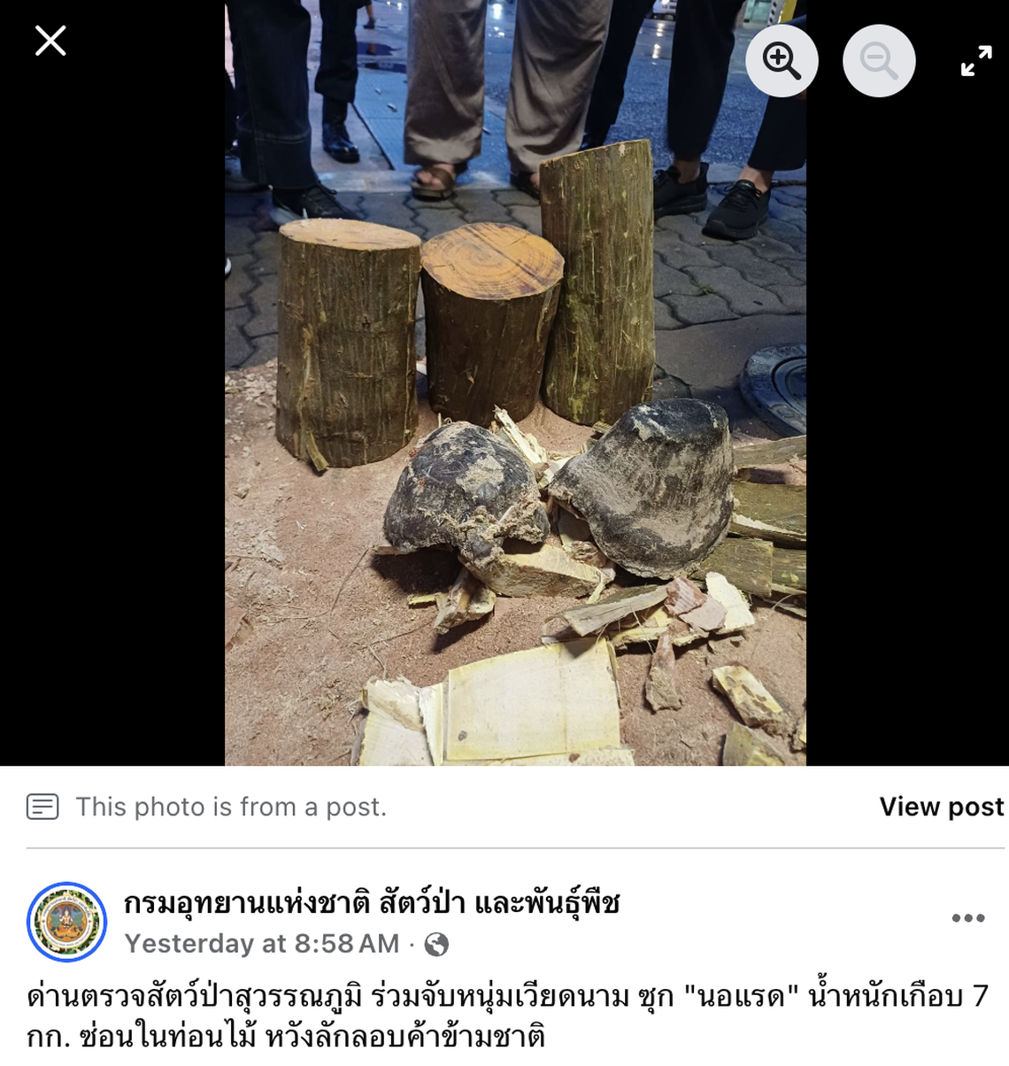 The rhino horns had been resealed into the wooden logs.