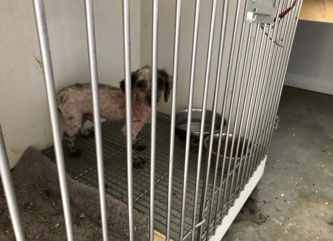 “Puppy from known puppy mill breeder that supplied Shake A Paw,” according to New York Attorney General Letitia James’ news release.