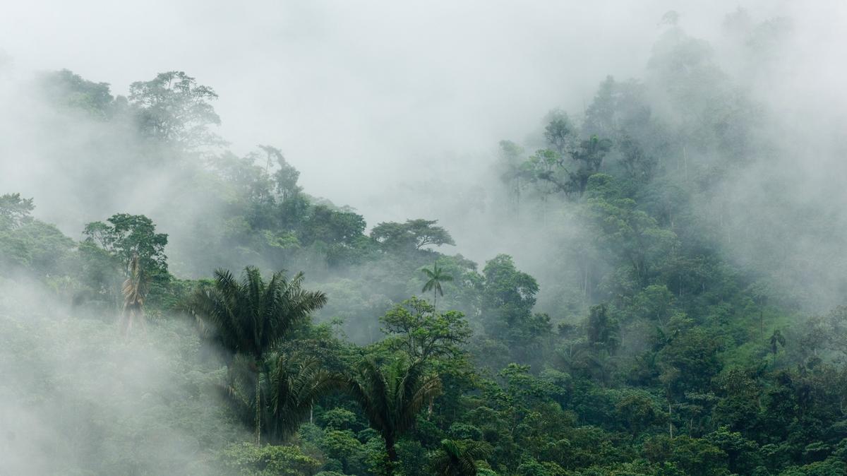 Under the leaves of the Ecuador rainforest, a hidden creature was revealed as a new species.