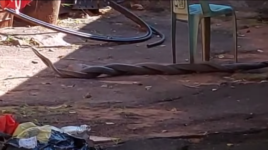 The snakes wrestled in the Escombe, Queensburgh backyard for about 35 minutes, witnesses said.