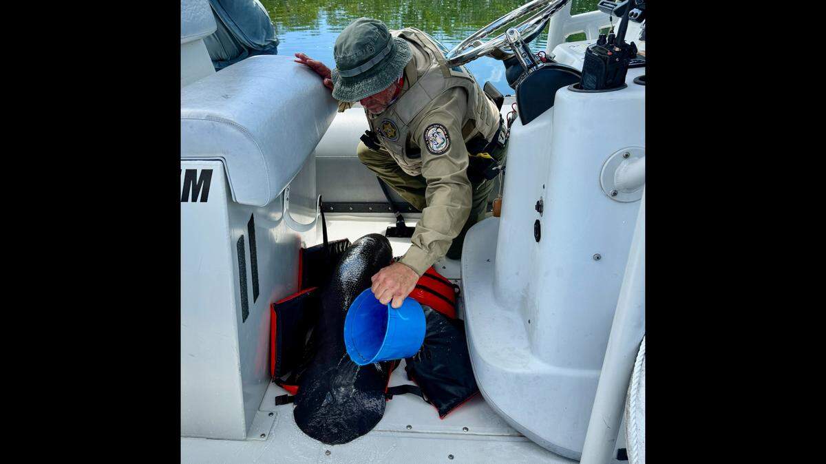A Florida Fish and Wildlife Conservation Commission officer pours water on an orphaned manatee calf after it was rescued from Largo Sound in Key Largo Tuesday, April 15, 2025.