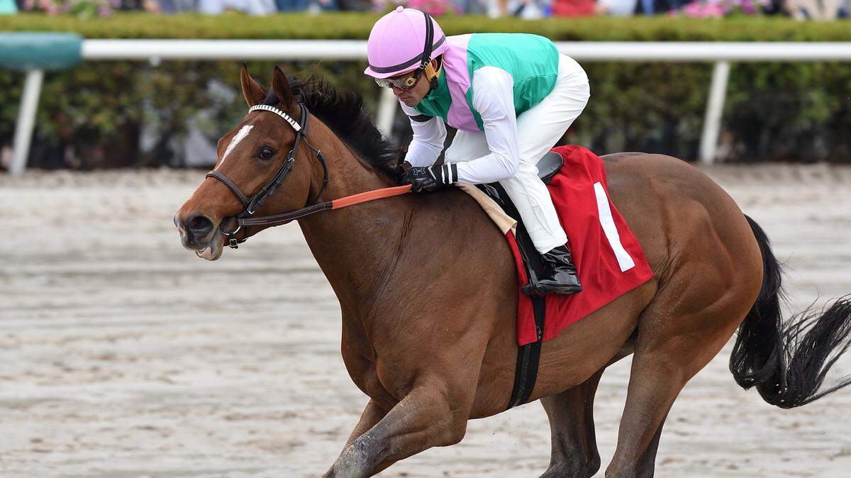 Hidden Scroll has raced just once. But what a race it was, a 14-length victory that prompted track oddsmakers to list him as the 9-5 favorite to win Saturday’s Fountain of Youth Stakes at Gulfstream Park.