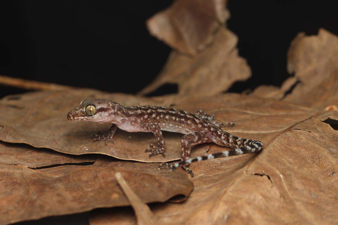 A Cyrtodactylus vairengtensis, or Vairengte bent-toed gecko, perched on a leaf.