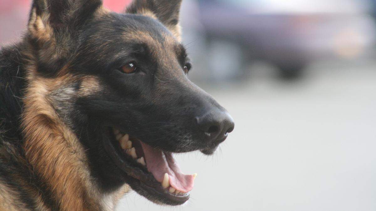 A loose dog, not the one pictured, running on the highway led New Hampshire police to its injured, hypothermic owner and another person after a crash in Vermont ejected them from their car.