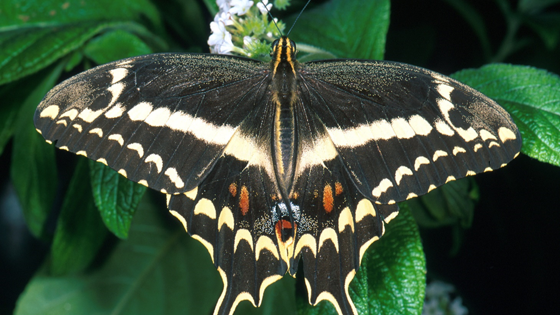 An adult Schaus' swallowtail butterfly