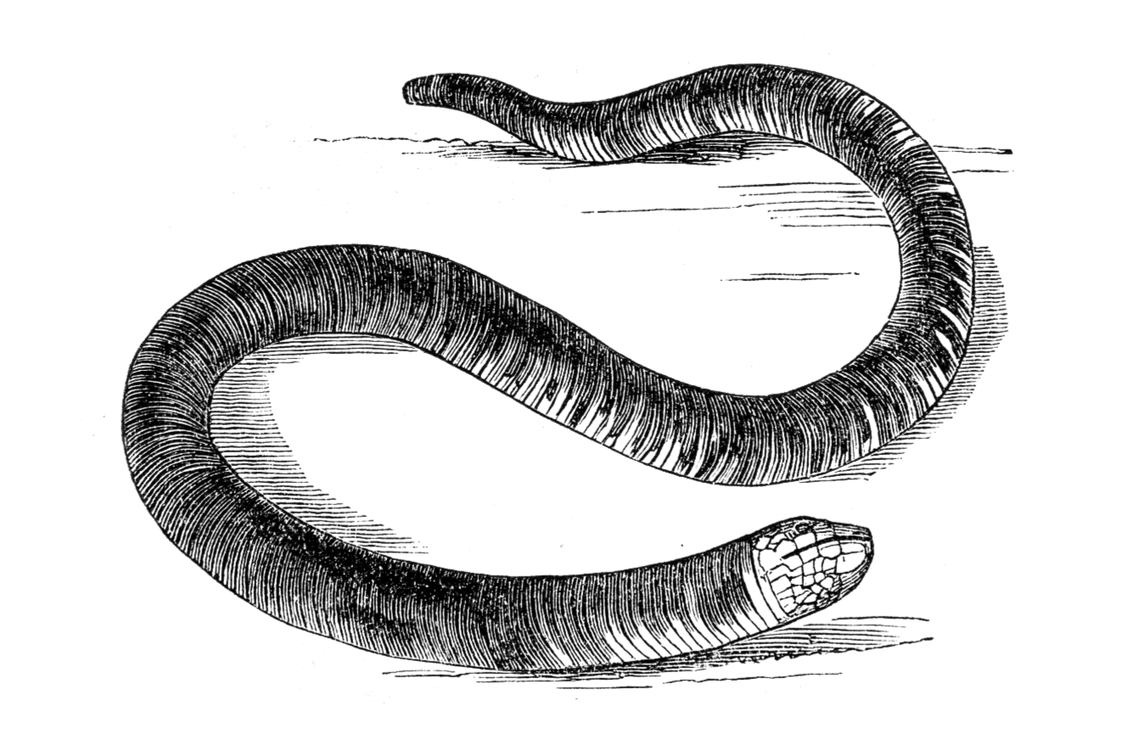 Amphisbaenians are worm-like reptiles with skin like a lizard and a head like a snake.