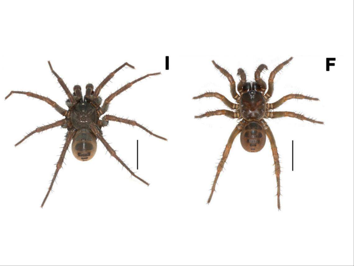 Photos from Zhang, Chen, Li and Xu (2023)