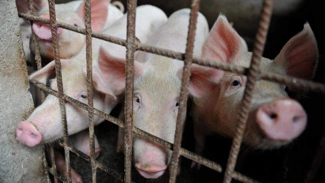 Pork production in China has been severely damaged by rampant African Swine Fever.