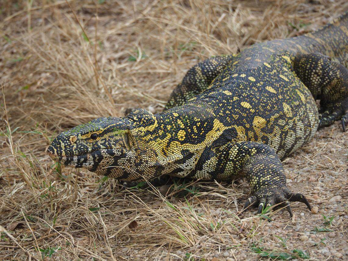 nile monitor lizard invasive species