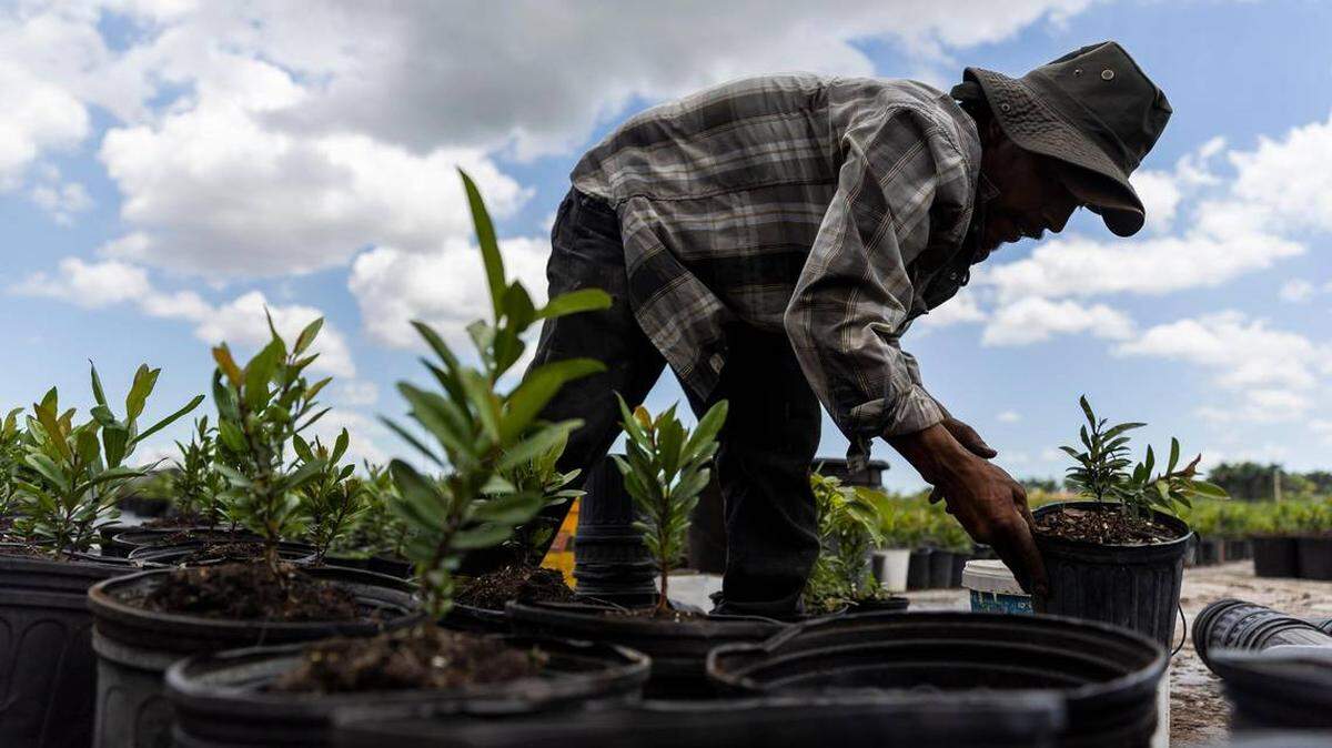 Trabajadores agrícolas piden a los grandes compradores, como Wendy's y Publix, que se comprometan a comprar solo a proveedores que sigan un código de conducta destinado a proteger los derechos de los trabajadores.