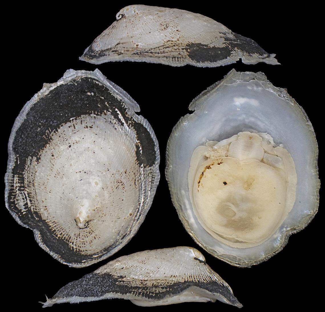 The shell of the new species reminded researchers of Mithril, a fictional metal from the “Lord of the Rings” series.