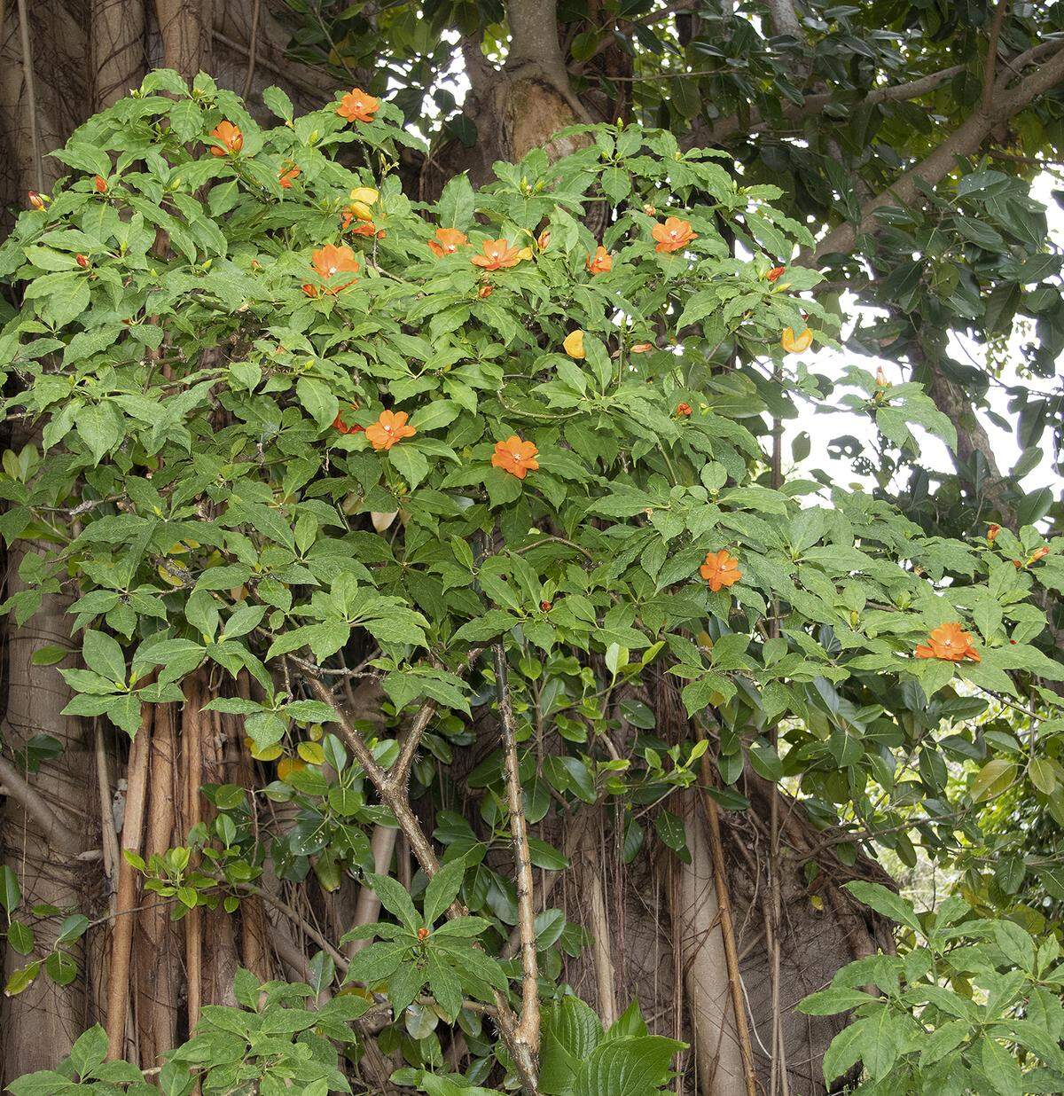 Pereskia bleo: Can you believe this is a cactus?