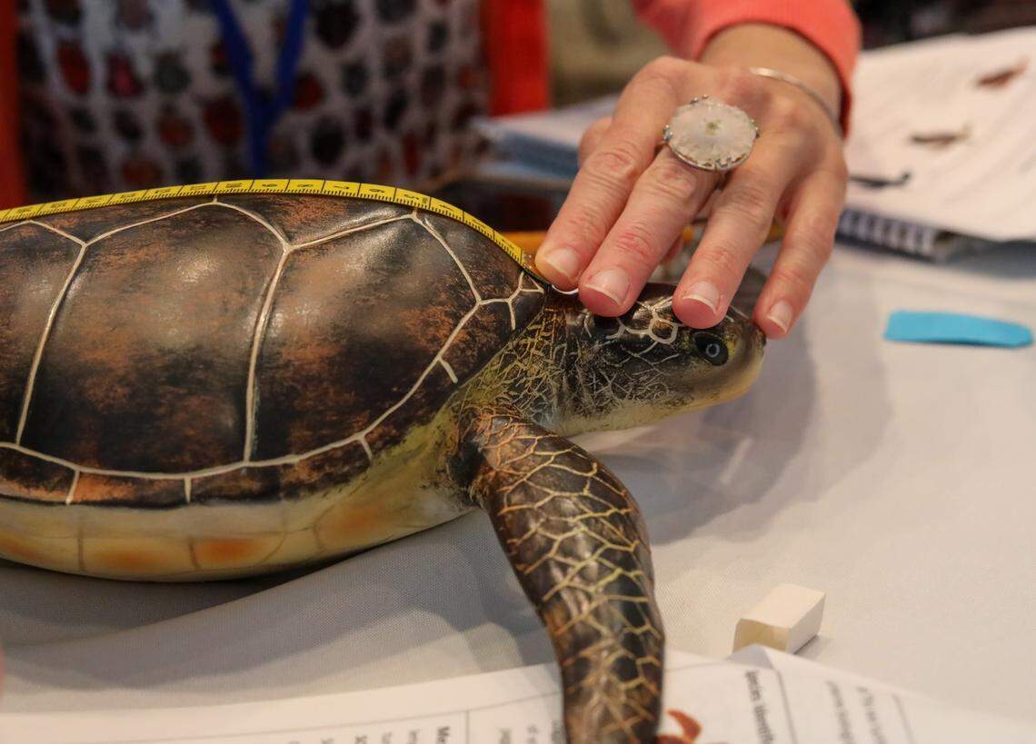 Shanna Lillis, a teacher attending the Everglades Foundation teacher symposium to learn more lesson plan ideas for her students, measures the length of a mock sea turtle provided by the Inwater Research Group.