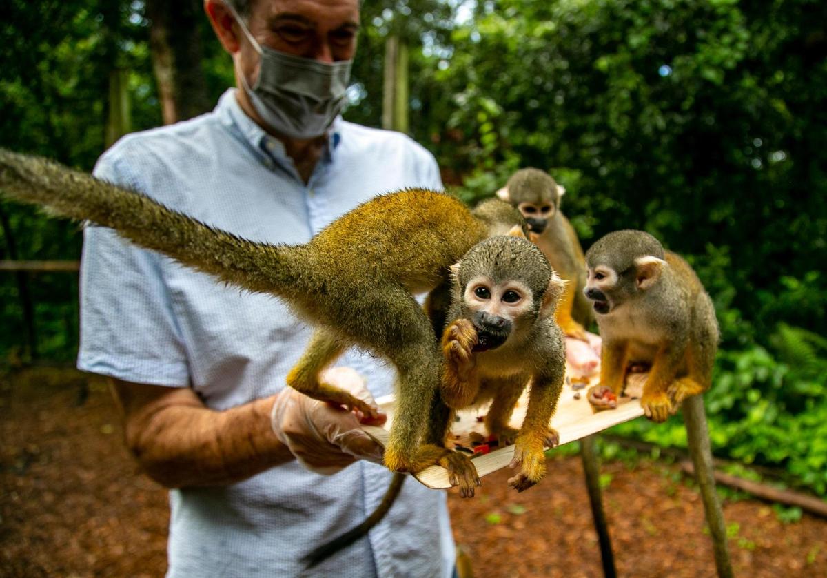 Los monos ardilla se dan un banquete de frutos secos dentro de la exposición de la selva amazónica en Monkey Jungle.