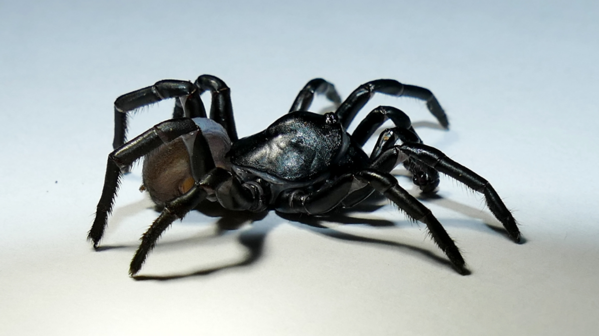 This new species of spider was discovered by Zoo Miami staff in the critically endangered pine rockland forest surrounding the zoo in Southwest Miami-Dade.