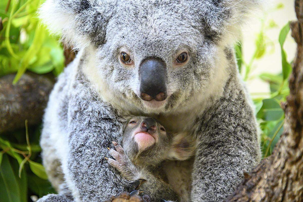 A koala joey left its mother’s pouch for the first time Jan. 8, 2020.