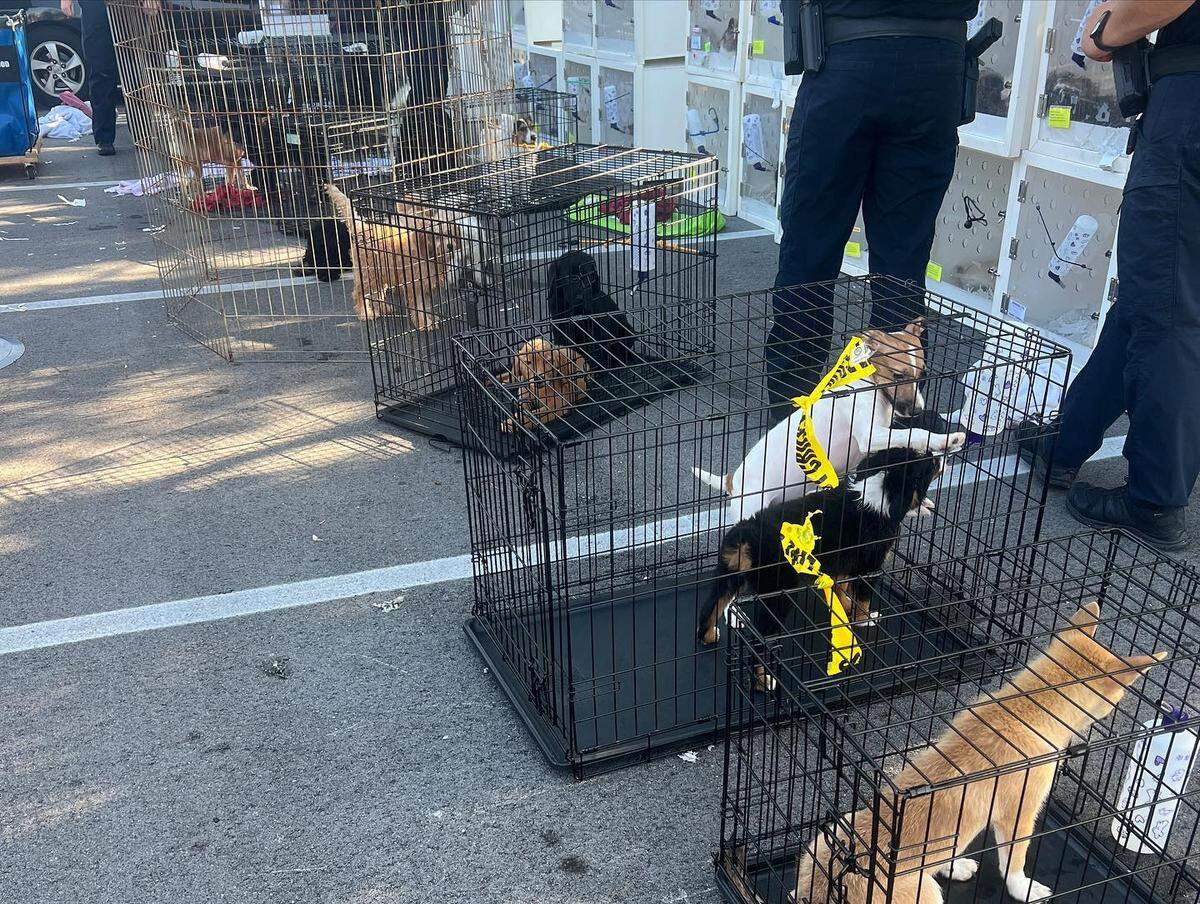 Rescuers removed around 170 puppies from the Forever Love Puppies pet store in Pembroke Pines on July, 18, 2023.