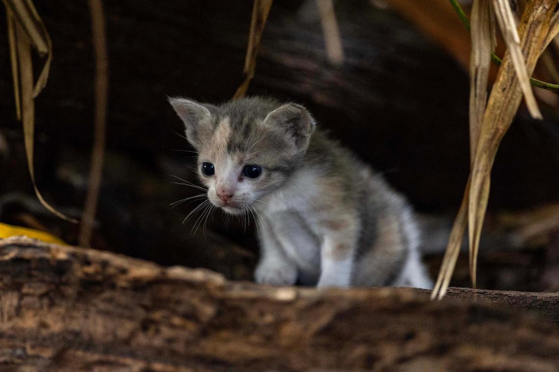 A kitten hides inside a forested area near a Lowe’s parking lot on Monday, May 19, 2025, in Kendall in Miami-Dade County.