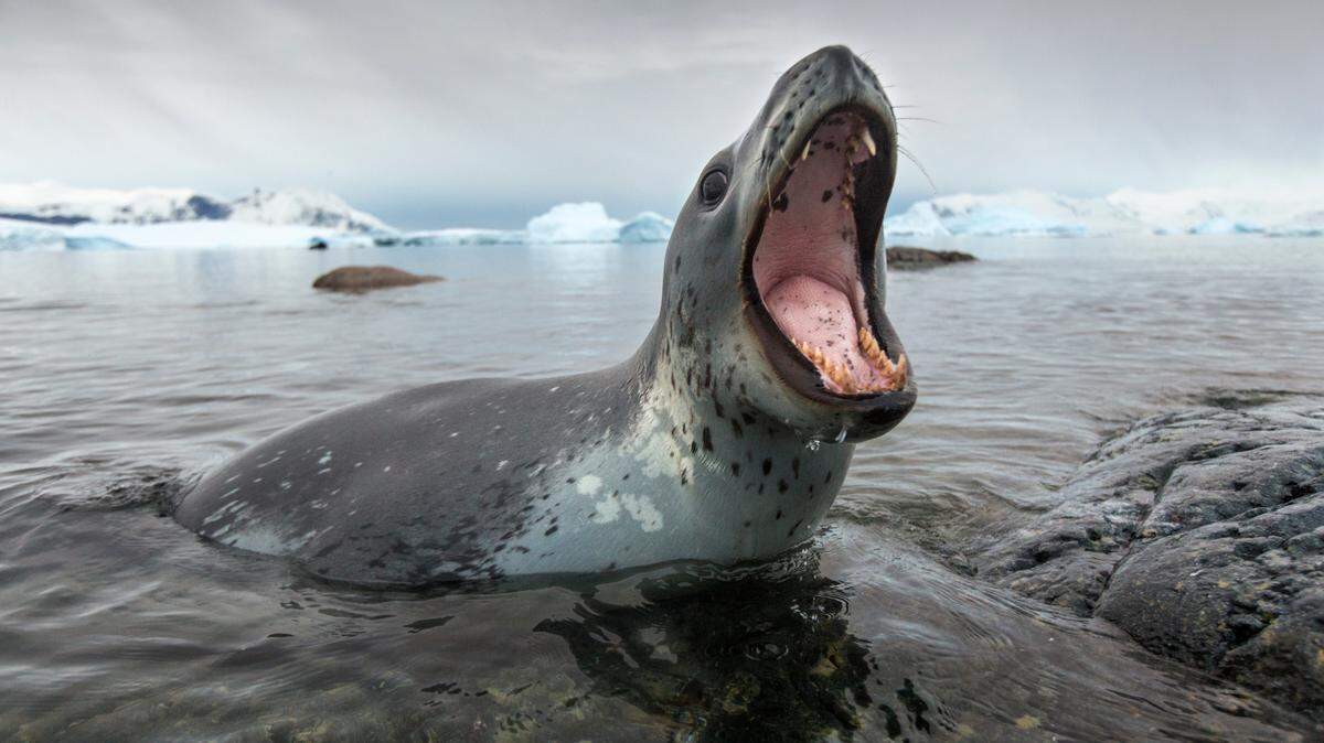 Leopard seals are apex predators of Antarctica and known for their generalist diet.