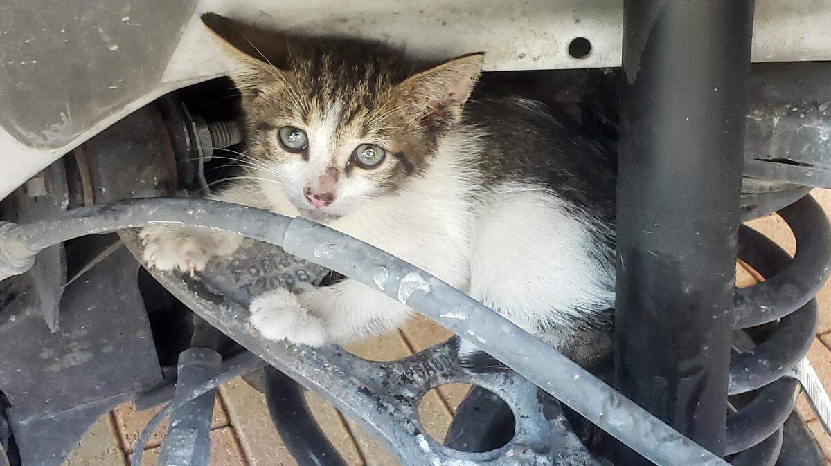 This cat, named Pawcifer Lucky, was rescued by sheriff’s deputies in the Keys after he was found seated on the rear axle of a patrol car on May 10, 2021.