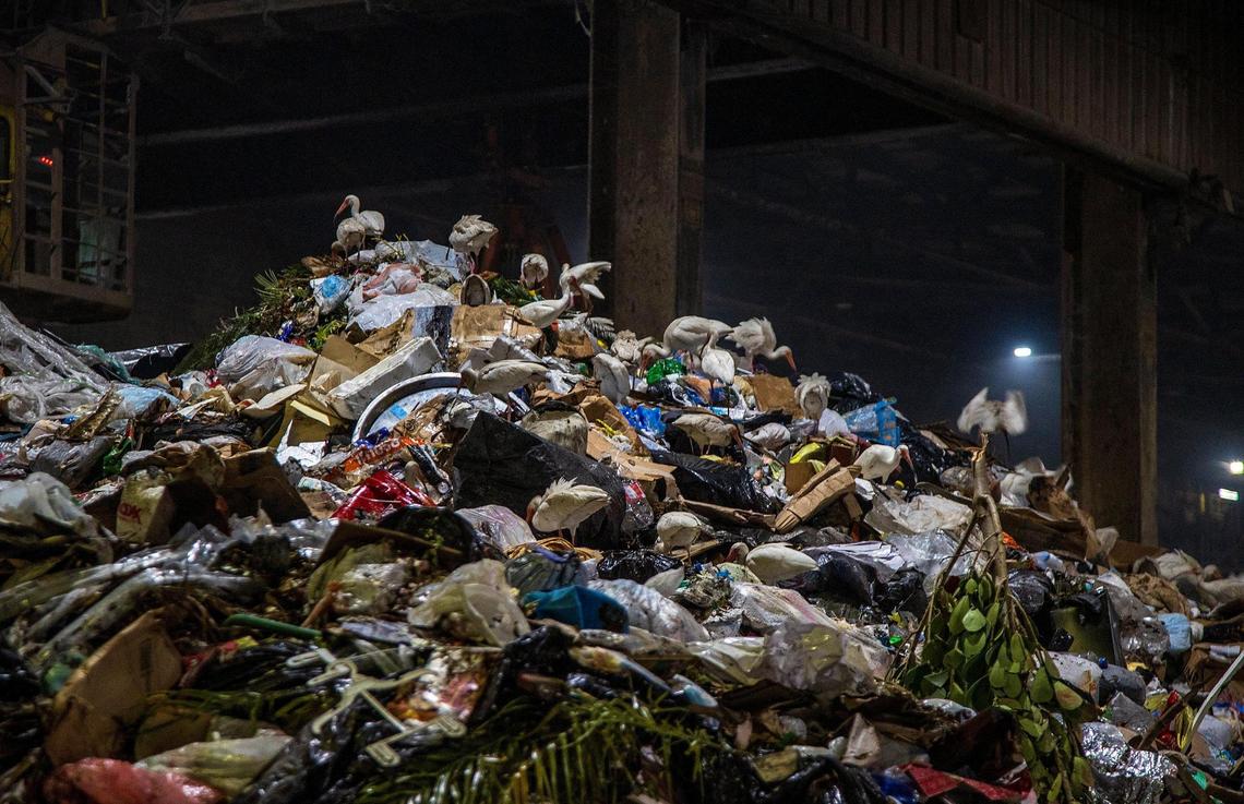 White Ibis birds are seen on a pile of trash collected around South Florida, at the Miami-Dade Resources Recovery Facility-Covanta Energy incinerator plant at 6990 NW 97th Ave. in Doral, on April, 14, 2022.