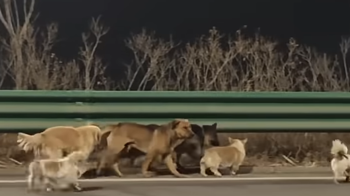 A pack of stolen dogs made a long journey home, sticking together until they reached their families.