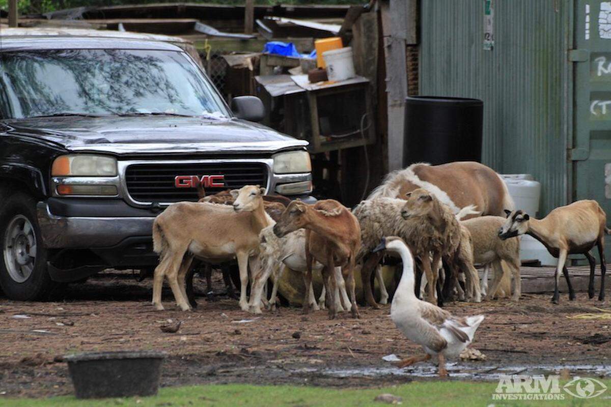 More than 300 malnourished animals were found on a Sunrise farm. At least 17 animals were either dead or had to be euthanized because of their deteriorating conditions. On Sunday, Aug. 12, 2018, the manager of the  farm was arrested and charged with animal cruelty.