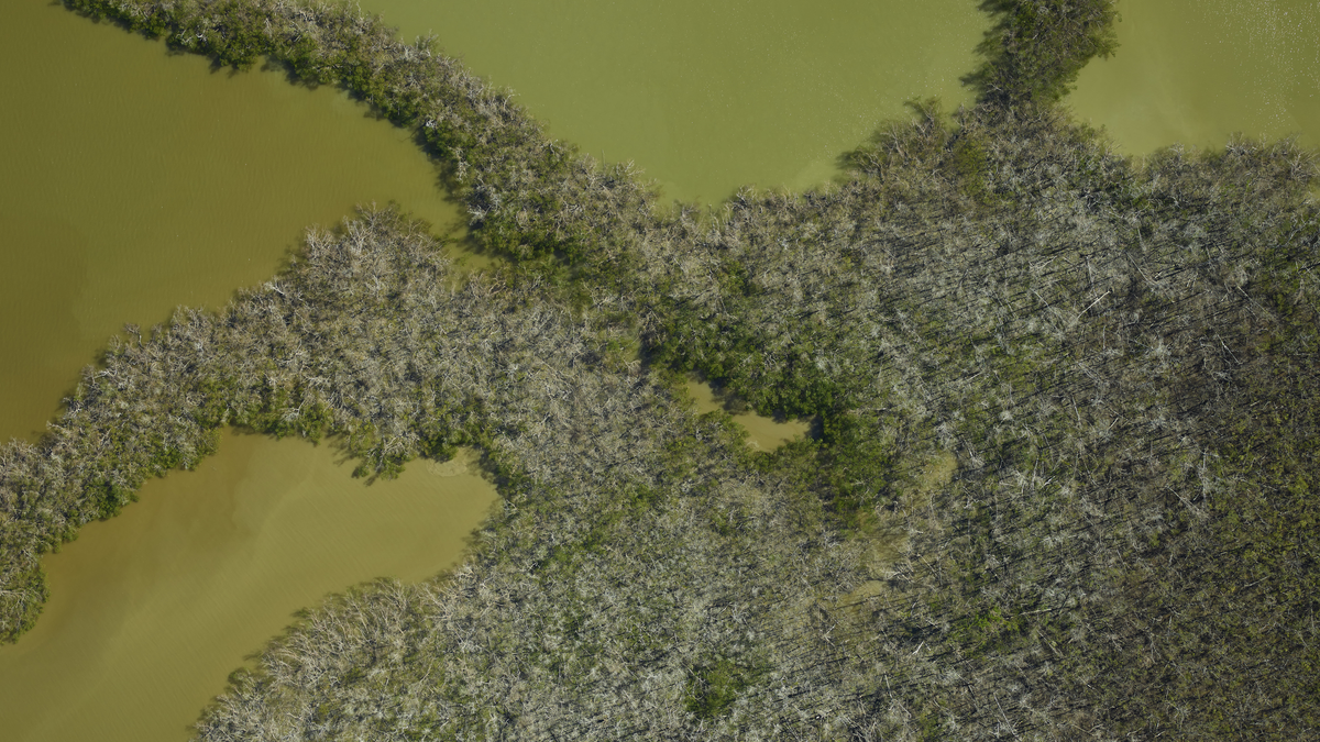 After Hurricane Irma, NASA scientists flew back over mangroves they had surveyed five months before the storm and found 40 percent damage.