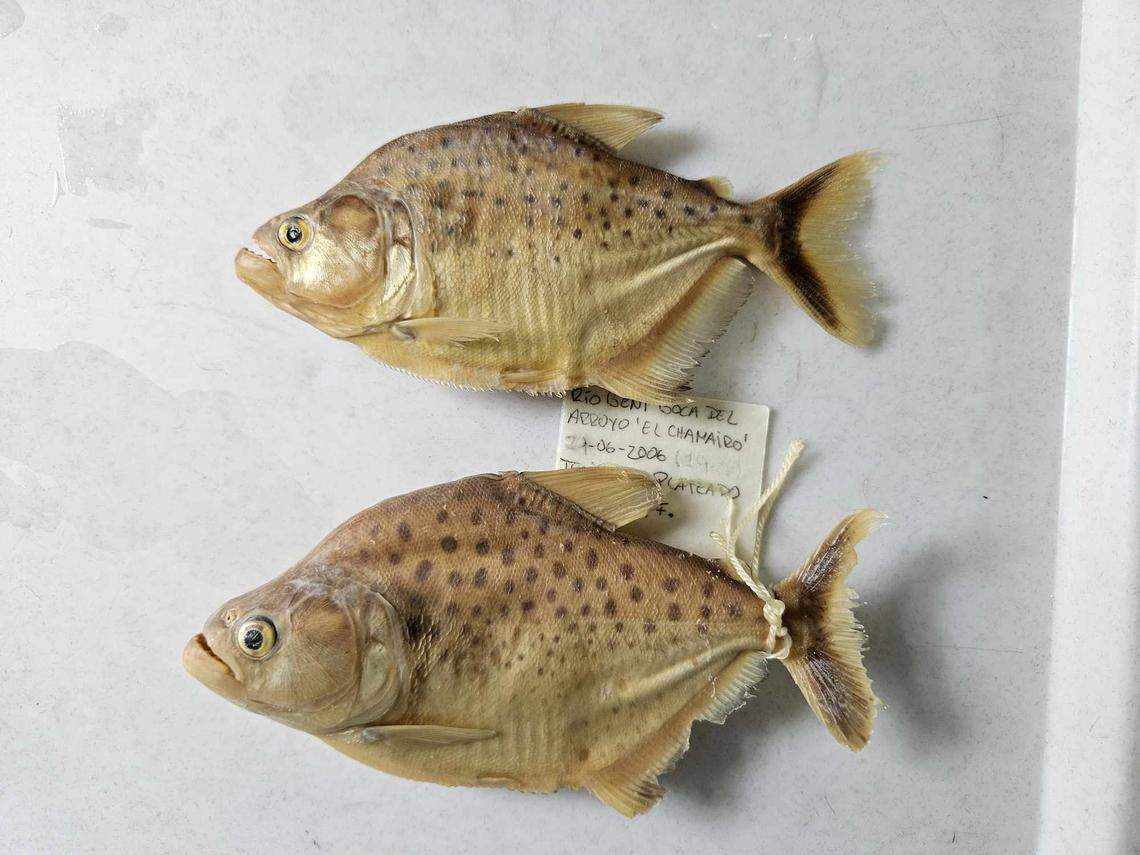 The new species was identified in part by a more elongated snout, compared to the blunt shape commonly seen with piranhas, the researchers said.