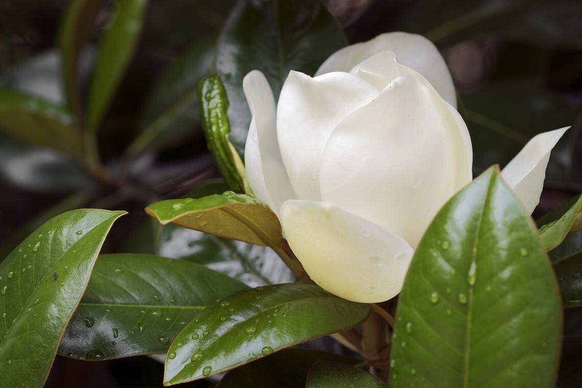 Southern magnolia flowers can measure a foot across.