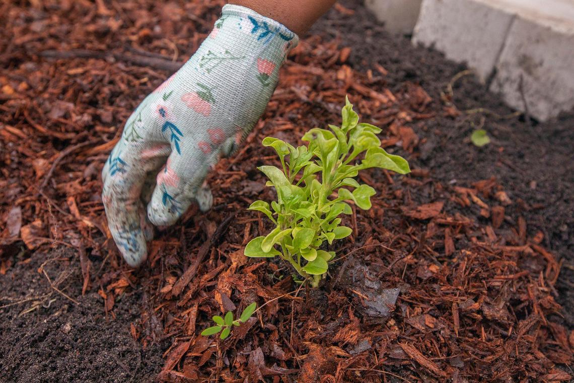 The school has a garden plants as part of the the Sprouts Healthy Community Foundation contribution.