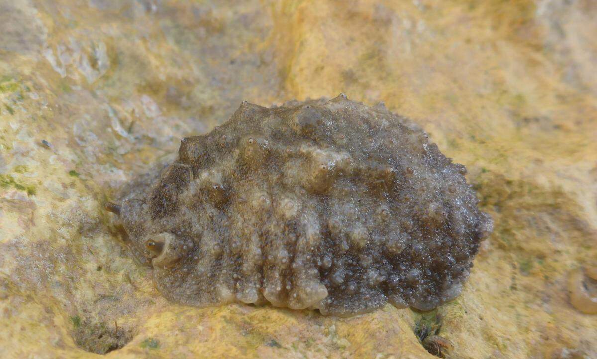 The bumpy creature clings to the rocks as the tide recedes.