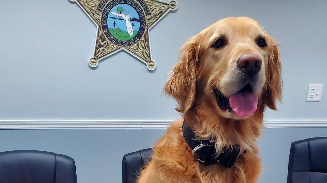 Coral is a golden retriever the Monroe County Sheriff’s Office uses in drug cases.