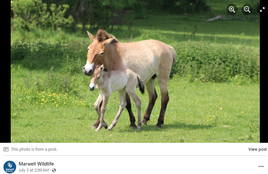 The new female foals will help the population grow and repopulate the wild.