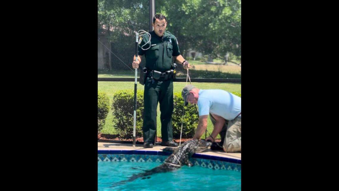 This photo, shared by the Brevard County Sheriff’s Office, shows Deputy Robert Santiago’s reaction to an alligator in a Florida woman’s pool.