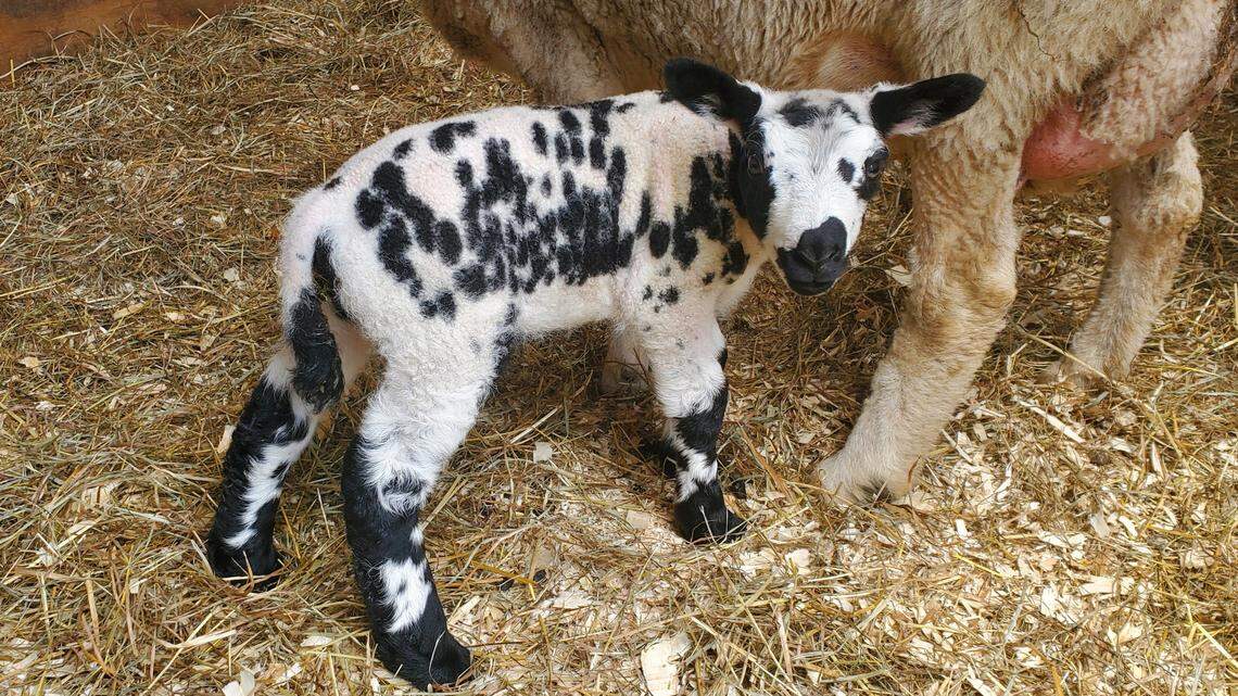 This provided photo shows Hannah, one of the Dutch Spotted lambs born at MKVT Farm.