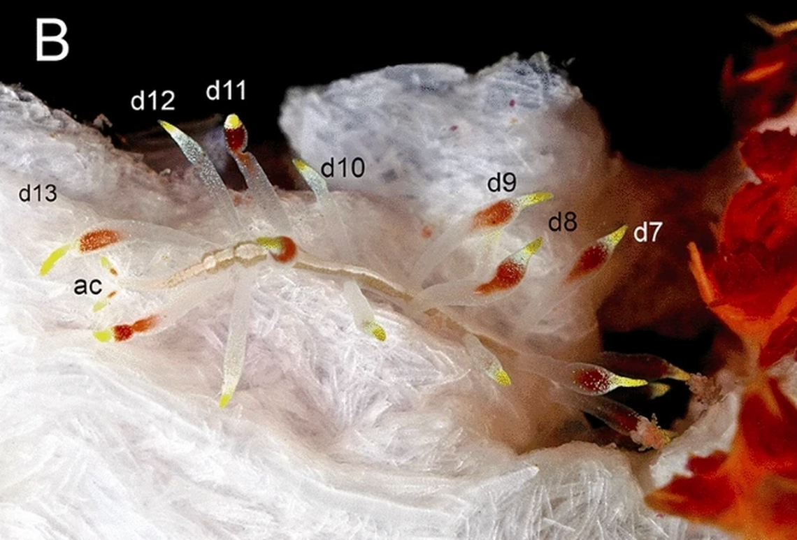 The worm blends into the coral, and lives in symbiosis with the species.