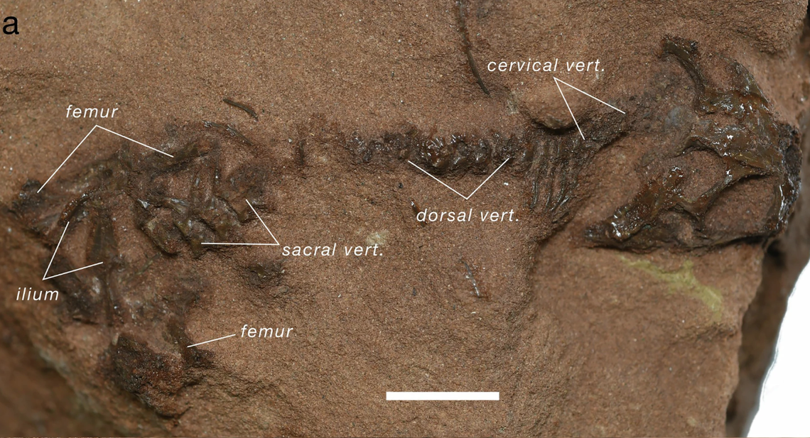The fossil is small but exceptionally well preserved, including the skull and skeleton.