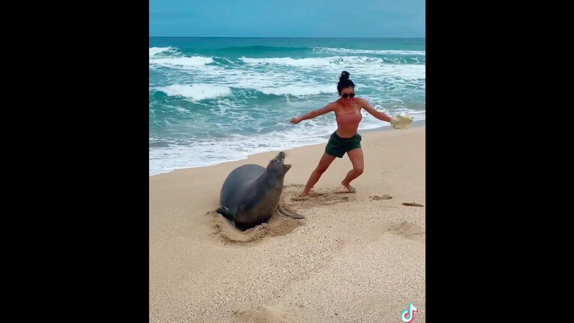 The TikTok video, resposted on Instagram, a Louisiana woman touching an endangered Hawaiian monk seal at a beach.